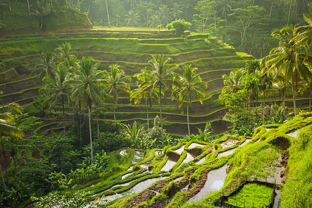 how much does it cost to stay in bali
