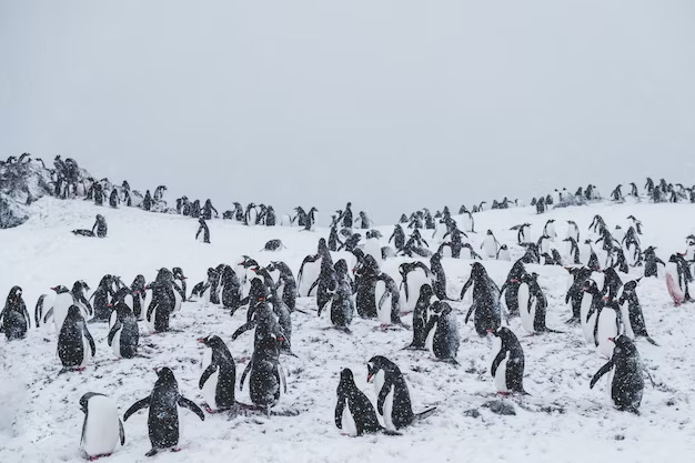 Human population in Antarctica: Facts and Figures