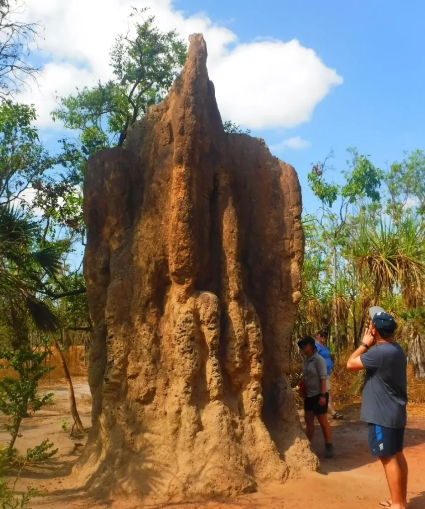 Magnetic Termite Mounds